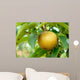 Olympic Asian Pear Tree Wall Mural