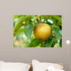 Olympic Asian Pear Tree Wall Mural