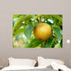 Olympic Asian Pear Tree Wall Mural