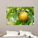Olympic Asian Pear Tree Wall Mural
