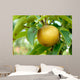 Olympic Asian Pear Tree Wall Mural
