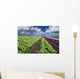 lettuce field Wall Mural