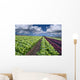 lettuce field Wall Mural
