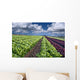 lettuce field Wall Mural