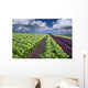 lettuce field Wall Mural
