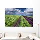 lettuce field Wall Mural