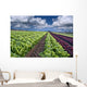 lettuce field Wall Mural