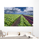 lettuce field Wall Mural