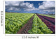 lettuce field Wall Mural