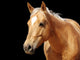 Close-up Golden Palomino Horse Wall Mural