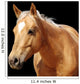 Close-up Golden Palomino Horse Wall Mural
