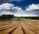 Tractor in a Field Wall Mural