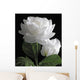 White Rose Wall Mural