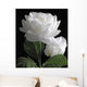 White Rose Wall Mural