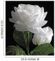 White Rose Wall Mural