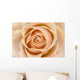 Rose Wall Mural