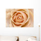 Rose Wall Mural