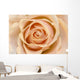 Rose Wall Mural
