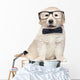 Smart Elegant Golden Retriever Puppies Wall Decal