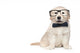 Smart Elegant Golden Retriever Puppies Wall Decal