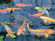 Koi Wall Mural