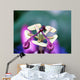 Passiflora Cearulea Wall Mural