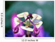 Passiflora Cearulea Wall Mural