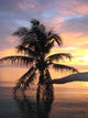 Palm Wall Decal Design 1