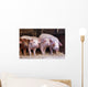 Farm Piglets Wall Mural