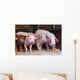 Farm Piglets Wall Mural