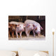Farm Piglets Wall Mural