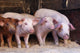 Farm Piglets Wall Mural