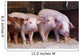 Farm Piglets Wall Mural
