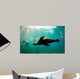 Sea lions swimming around snorkelers in the Galapagos Islands Wall Mural