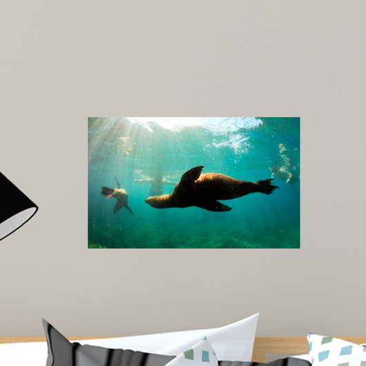 Sea lions swimming around snorkelers in the Galapagos Islands Wall Mural
