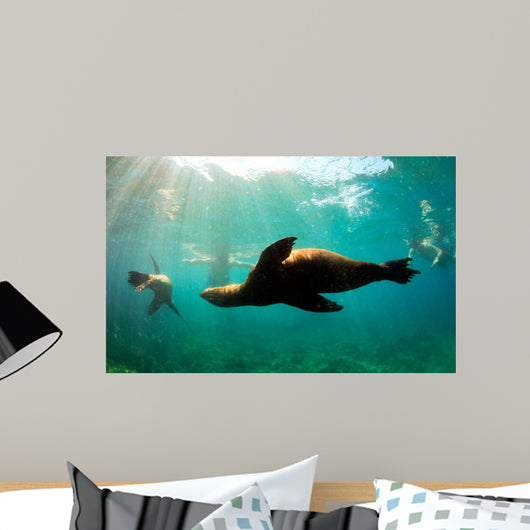 Sea lions swimming around snorkelers in the Galapagos Islands Wall Mural