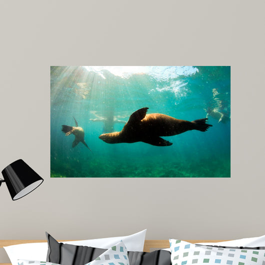 Sea lions swimming around snorkelers in the Galapagos Islands Wall Mural