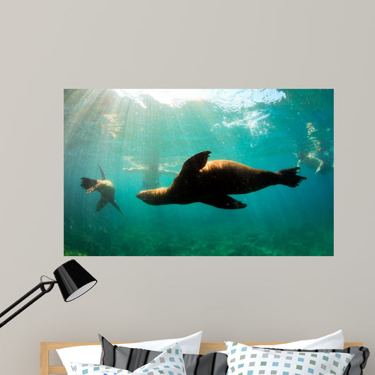 Sea lions swimming around snorkelers in the Galapagos Islands Wall Mural