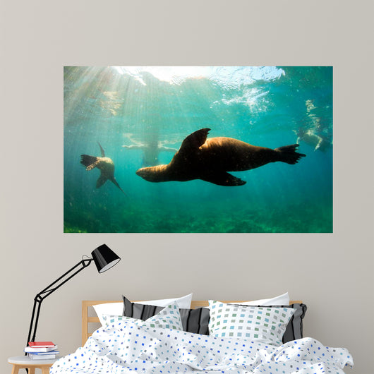 Sea lions swimming around snorkelers in the Galapagos Islands Wall Mural