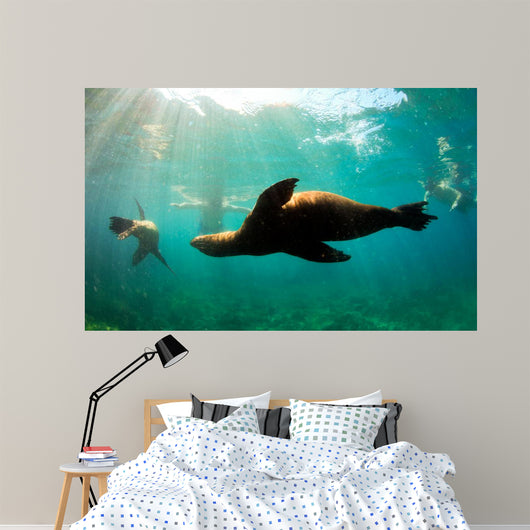 Sea lions swimming around snorkelers in the Galapagos Islands Wall Mural