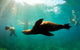 Sea lions swimming around snorkelers in the Galapagos Islands Wall Mural