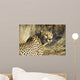 Cheetah Wall Mural