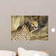 Cheetah Wall Mural