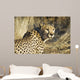 Cheetah Wall Mural
