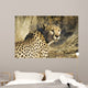 Cheetah Wall Mural