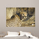 Cheetah Wall Mural