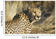 Cheetah Wall Mural
