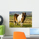 Welsh Cob Wall Mural