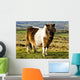 Welsh Cob Wall Mural
