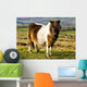 Welsh Cob Wall Mural